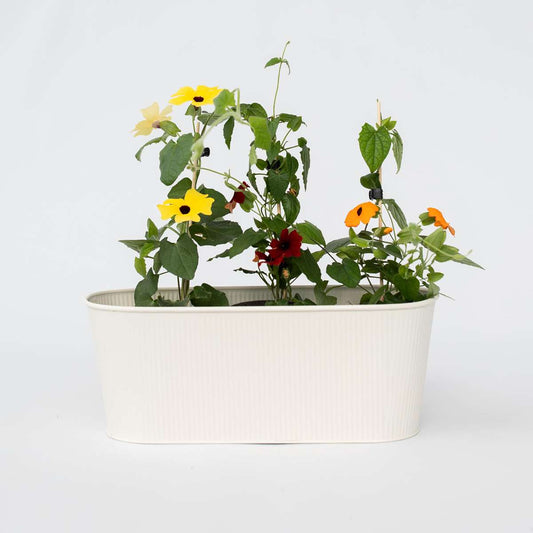 Florastore Svartöga - Set Om 3 - Thunbergia Alata - Höjd 25-40Cm - ⌀9Cm