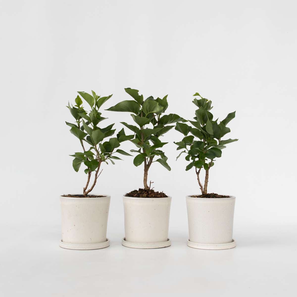 Florastore Syren - Set Om 3 - Syringa Vulgaris - Höjd 25-40Cm - ⌀17Cm