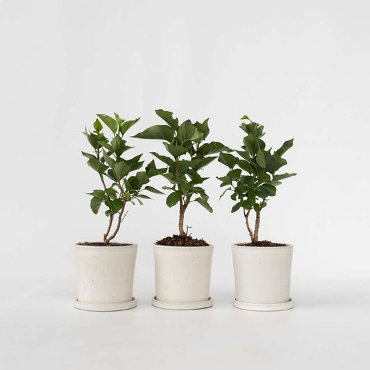 Florastore Syren - Set Om 3 - Syringa Vulgaris - Höjd 25-40Cm - ⌀17Cm