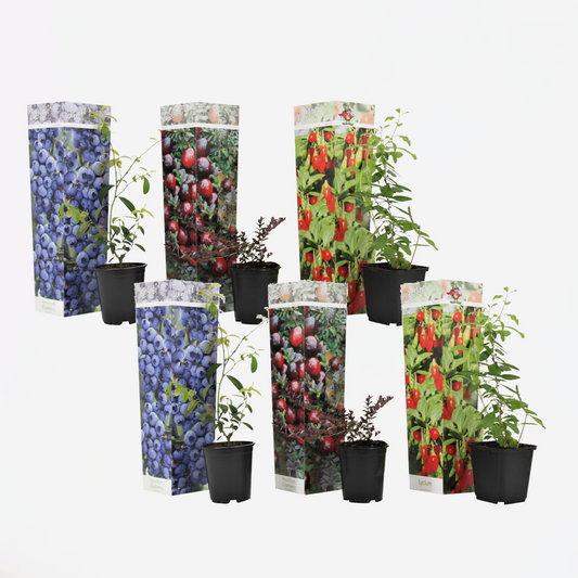 Florastore Superfrukt - Set Om 6 - Actinidia, Vaccinium - Höjd 25-40Cm - ⌀9Cm