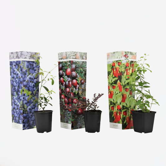 Florastore Superfrukt - Set Om 3 - Actinidia, Vaccinium - Höjd 25-40Cm - ⌀9Cm