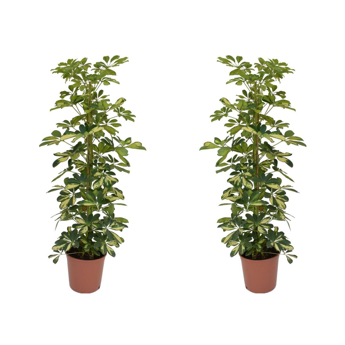 Florastore Paraplyaralia - Set Om 2 - Schefflera 'Dalton' - Höjd 90-100Cm - ⌀21Cm