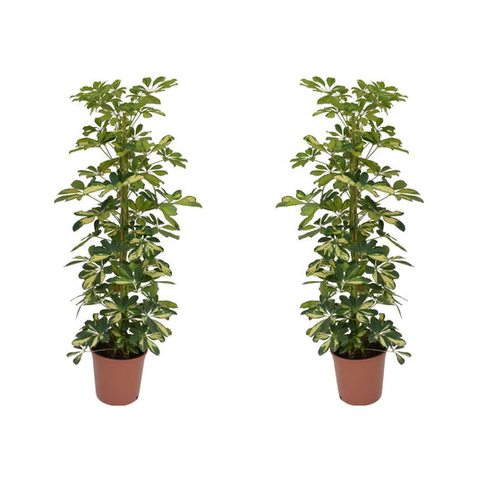 Florastore Paraplyaralia - Set Om 2 - Schefflera 'Dalton' - Höjd 90-100Cm - ⌀21Cm