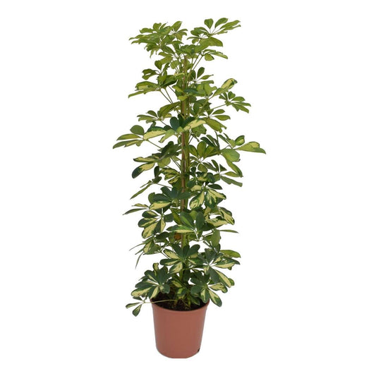 Florastore Paraplyaralia - Schefflera 'Dalton' - Höjd 90-100Cm - ⌀21Cm