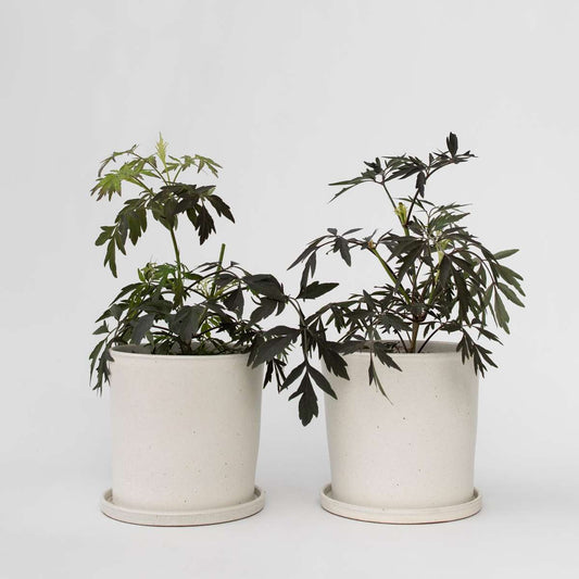 Florastore Purpurfläder - Set Om 4 - Sambucus Nigra 'Black Lace' - Höjd 25-40Cm - ⌀17Cm