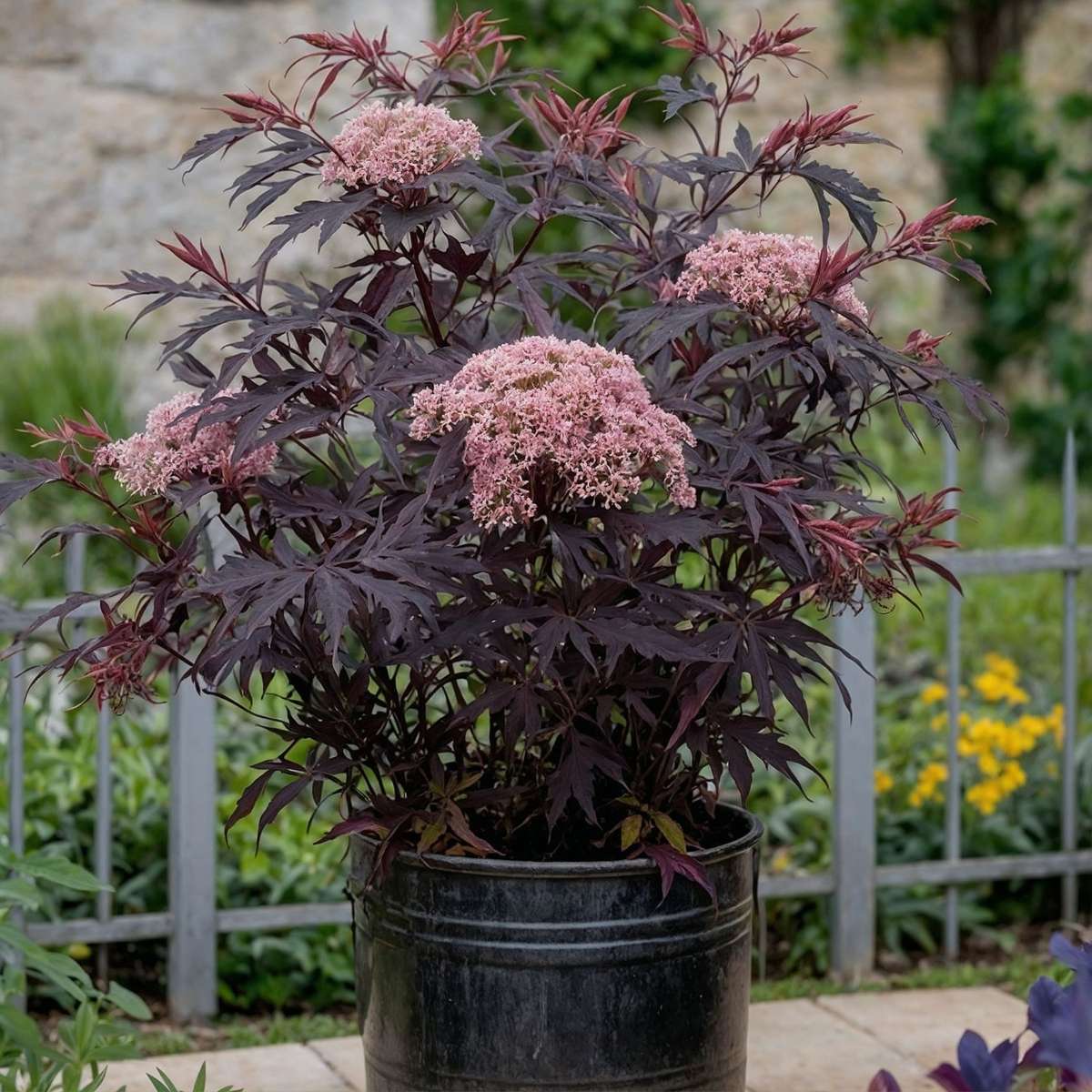 Other Shrubs Purpurfläder - Set Om 4 - Sambucus Nigra 'Black Lace' - Höjd 25-40Cm - ⌀17Cm
