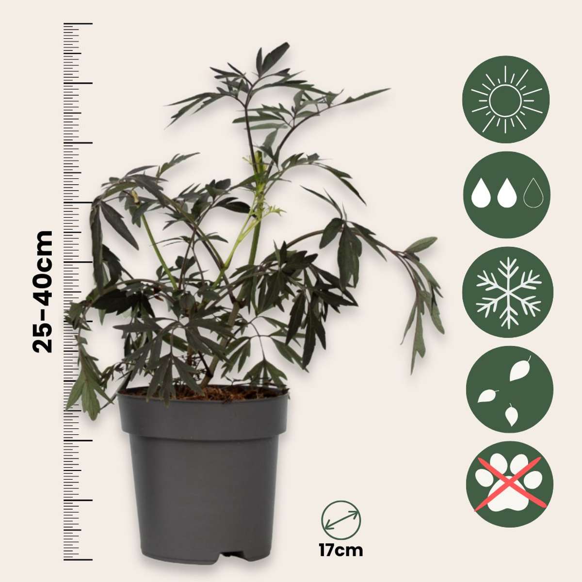 Other Shrubs Purpurfläder - Set Om 4 - Sambucus Nigra 'Black Lace' - Höjd 25-40Cm - ⌀17Cm