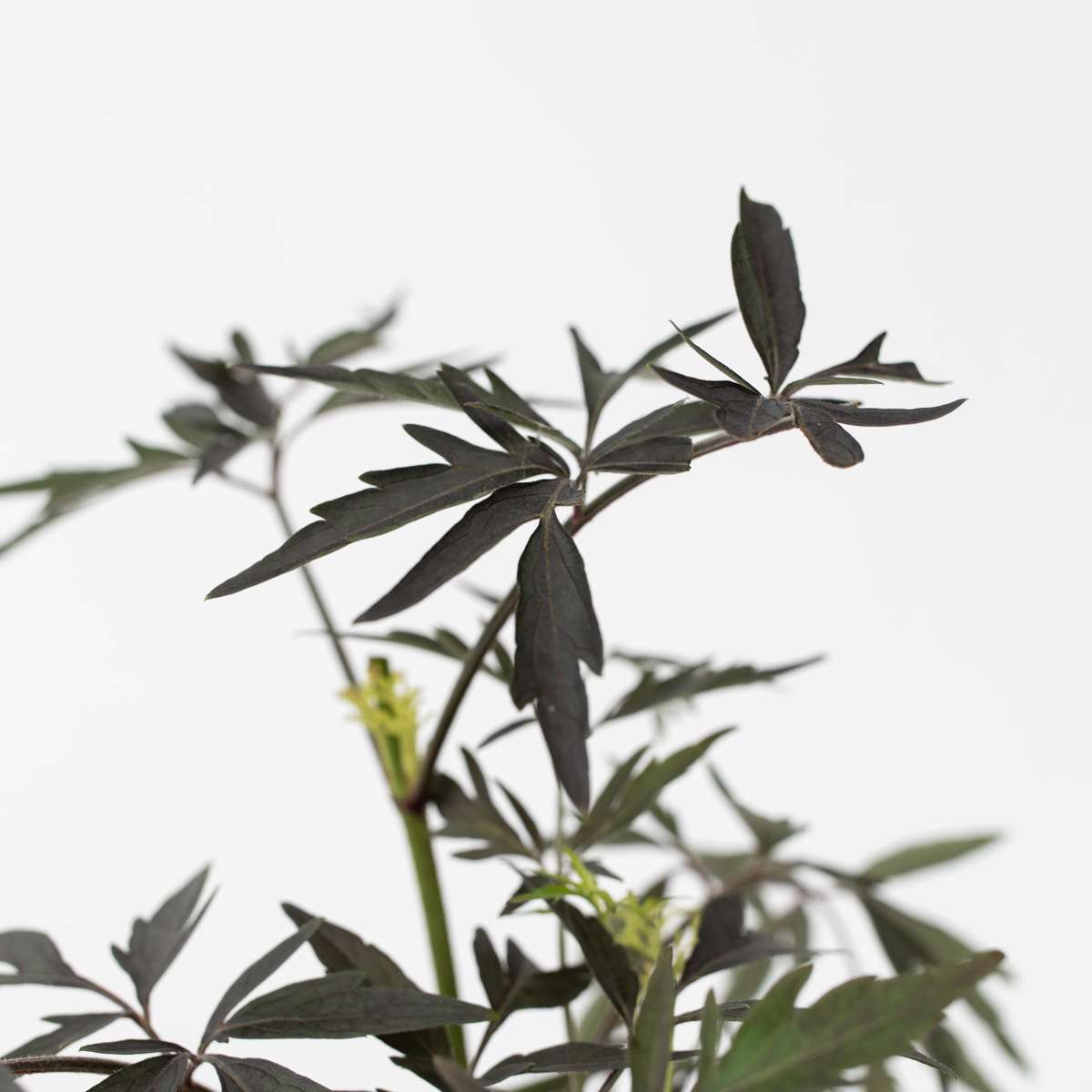 Other Shrubs Purpurfläder - Set Om 4 - Sambucus Nigra 'Black Lace' - Höjd 25-40Cm - ⌀17Cm