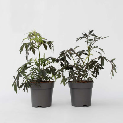 Other Shrubs Purpurfläder - Set Om 4 - Sambucus Nigra 'Black Lace' - Höjd 25-40Cm - ⌀17Cm