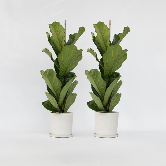 Florastore Fiolfikus - Set Om 2 - Ficus Lyrata - Höjd 70-90Cm - ⌀21Cm