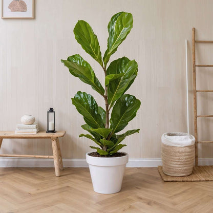 Out Of Category Houseplants Fiolfikus - Set Om 2 - Ficus Lyrata - Höjd 70-90Cm - ⌀21Cm