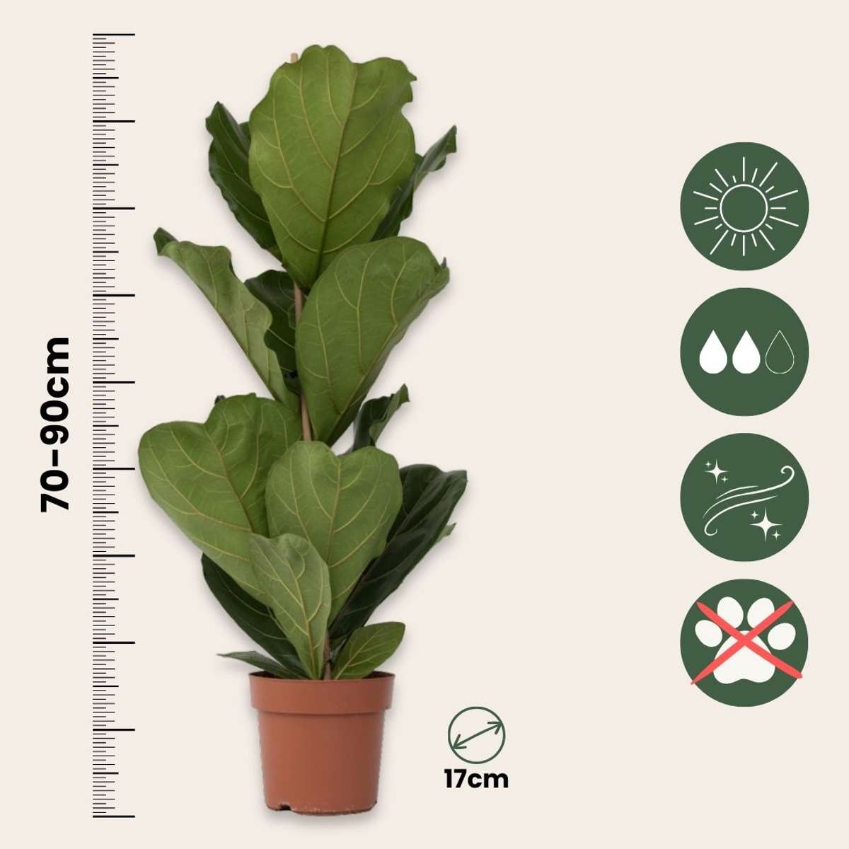 Out Of Category Houseplants Fiolfikus - Set Om 2 - Ficus Lyrata - Höjd 70-90Cm - ⌀21Cm