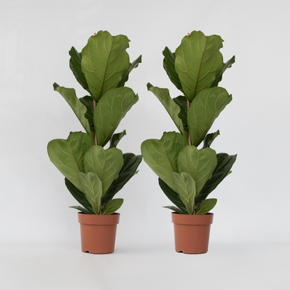 Out Of Category Houseplants Fiolfikus - Set Om 2 - Ficus Lyrata - Höjd 70-90Cm - ⌀21Cm