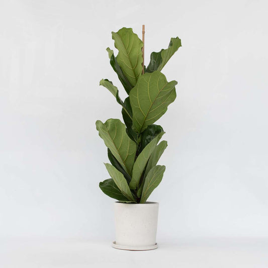 Florastore Fiolfikus - Ficus Lyrata - Höjd 70-90Cm - ⌀21Cm