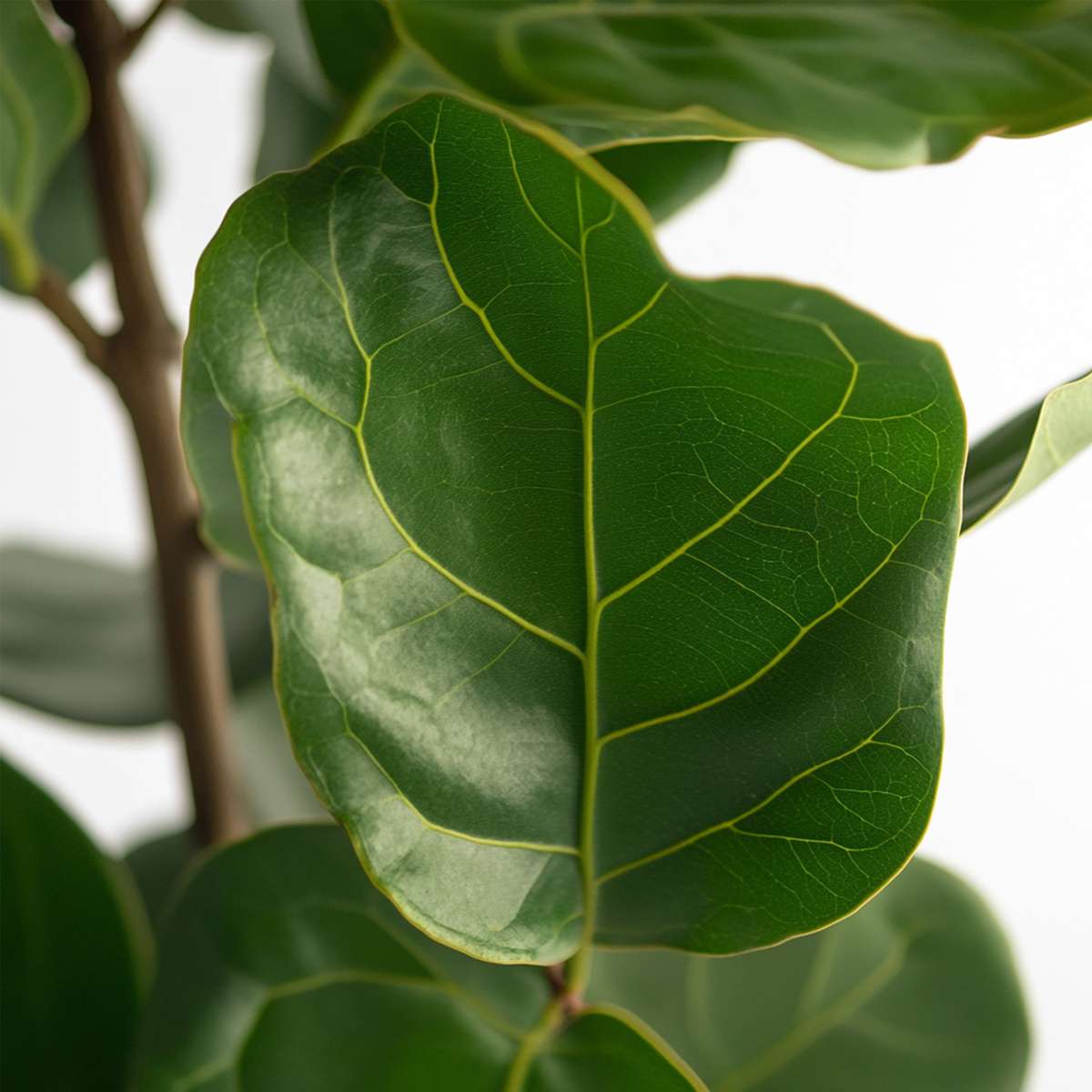 Ficus Fiolfikus - Ficus Lyrata - Höjd 70-90Cm - ⌀21Cm