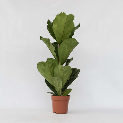 Ficus Fiolfikus - Ficus Lyrata - Höjd 70-90Cm - ⌀21Cm
