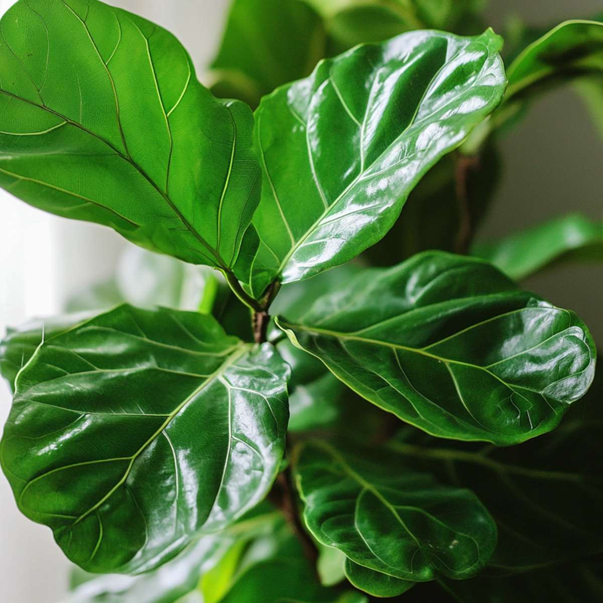 Ficus Fiolfikus - Ficus Lyrata - Höjd 70-90Cm - ⌀21Cm