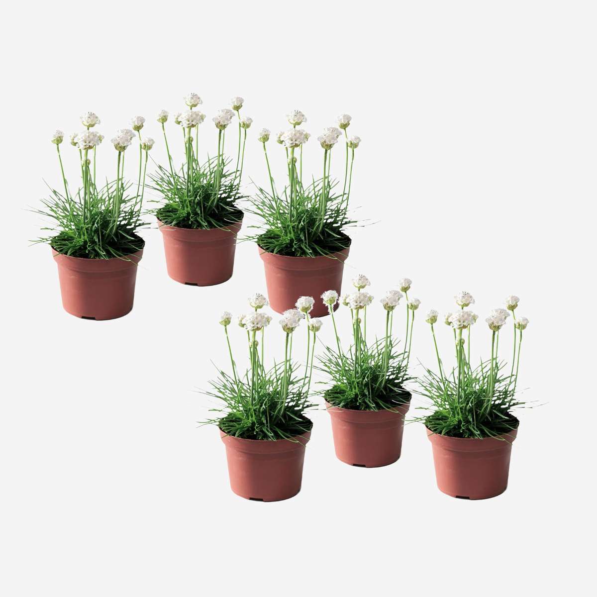 Florastore Strandtrift - Set Om 6 - Armeria Maritima 'Deep White' - Höjd 20-30Cm - ⌀12Cm