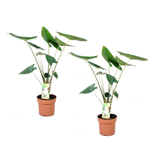 Florastore Alokasia - Set Om 2 - Alocasia 'Zebrina' - Höjd 60-70Cm - ⌀17Cm