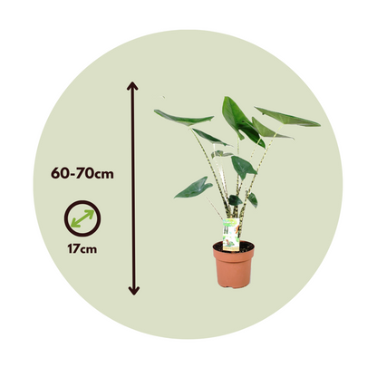 Alocasia Alokasia - Set Om 2 - Alocasia 'Zebrina' - Höjd 60-70Cm - ⌀17Cm