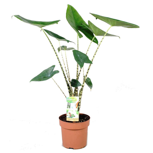 Alocasia Alokasia - Alocasia 'Zebrina' - Höjd 60-70Cm - ⌀17Cm