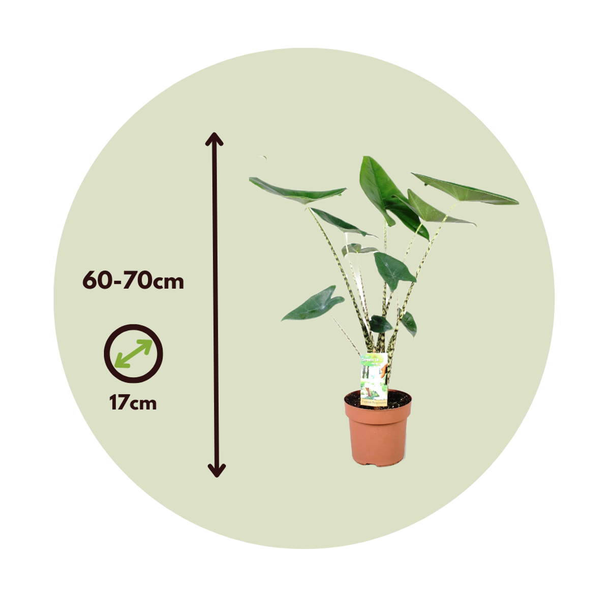 Alocasia Alokasia - Alocasia 'Zebrina' - Höjd 60-70Cm - ⌀17Cm