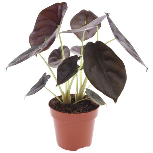 Alocasia Alokasia - Alocasia Cuprea 'Red Secret' - Höjd 25-35Cm - ⌀12Cm