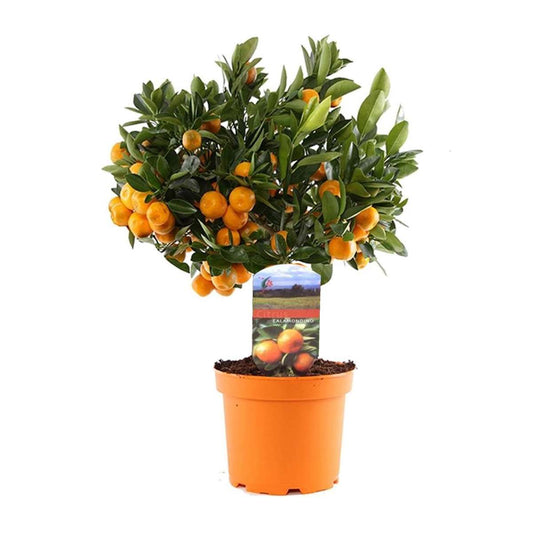 Florastore Apelsinträd - Citrus Microcarpa 'Calamondin' - Höjd 35-40Cm - ⌀14Cm