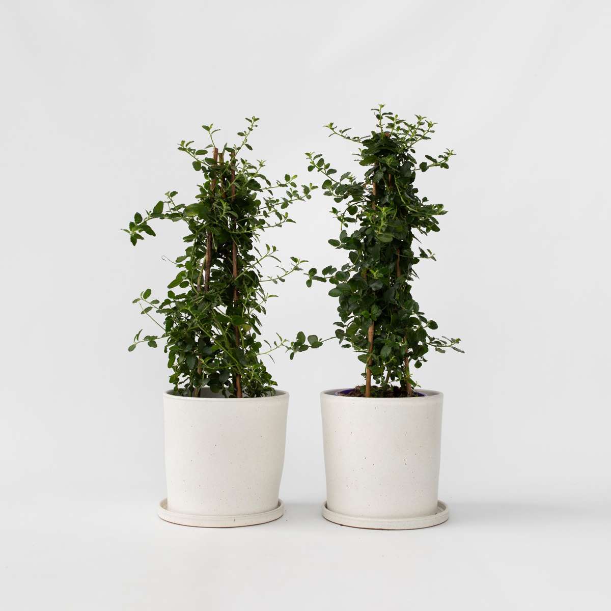 Florastore Kalifornisk Lilak - Set Om 2 - Ceanothus 'Repens' - Höjd 60-70Cm - ⌀17Cm