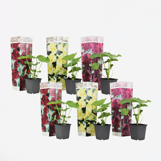 Florastore Stockros - Set Om 6 - Alcea Rosea - Höjd 25-40Cm - ⌀9Cm