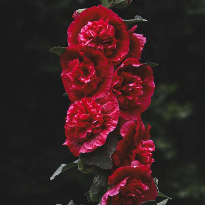 Other Garden Plants Stockros - Set Om 6 - Alcea Rosea - Höjd 25-40Cm - ⌀9Cm