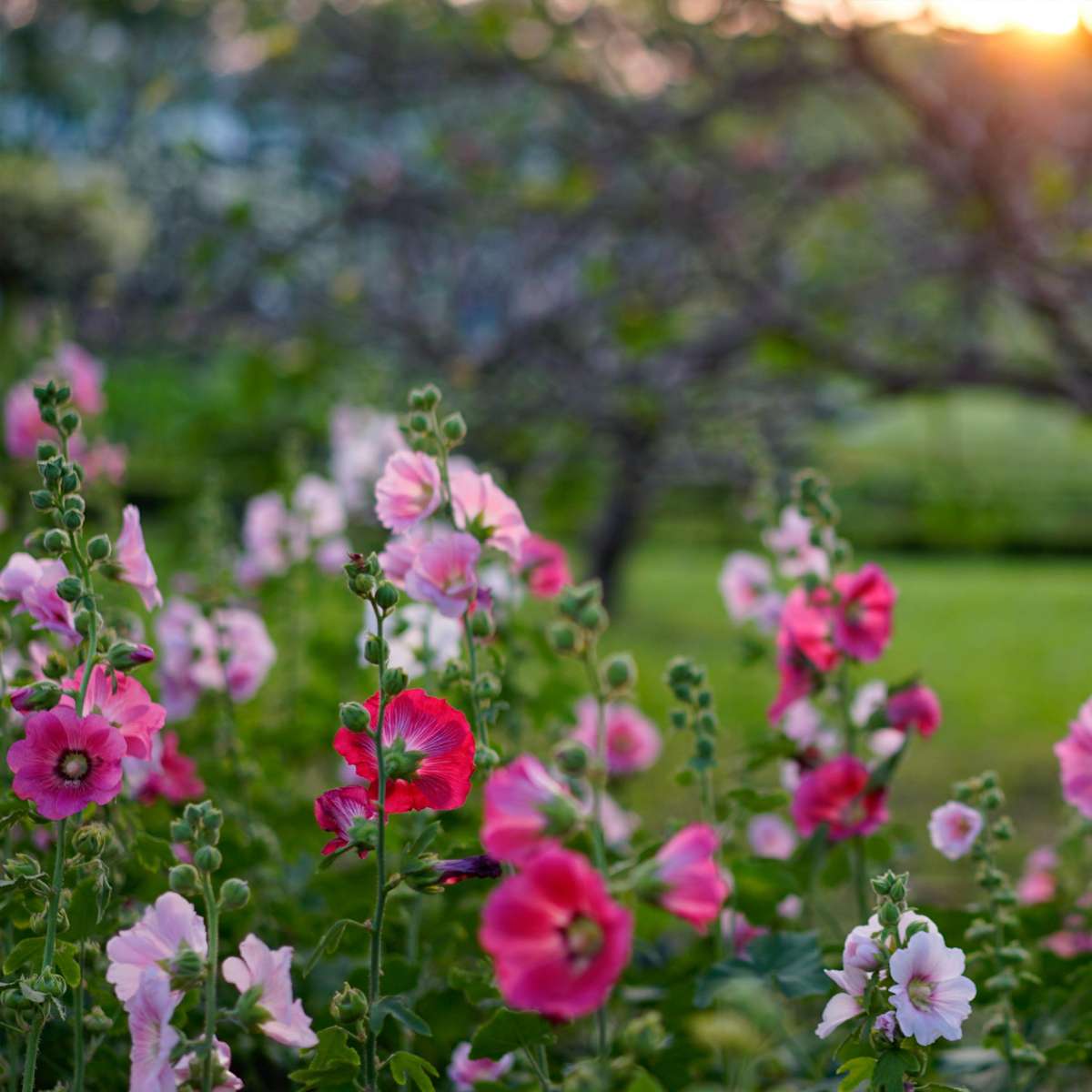 Other Garden Plants Stockros - Set Om 6 - Alcea Rosea - Höjd 25-40Cm - ⌀9Cm