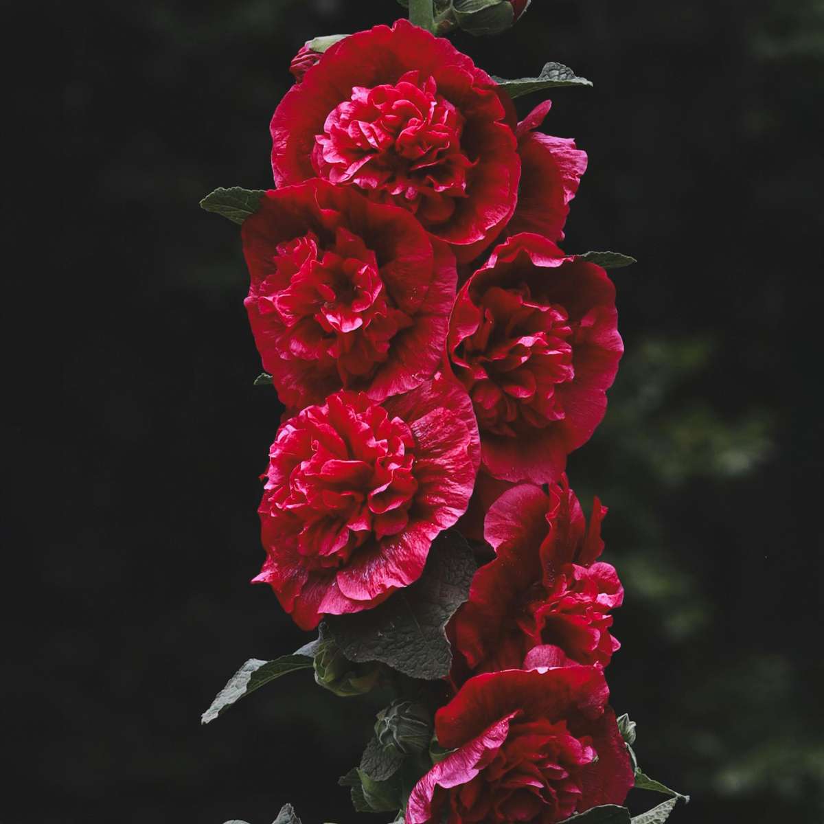 Other Garden Plants Stockros - Set Om 3 - Alcea Rosea - Höjd 25-40Cm - ⌀9Cm