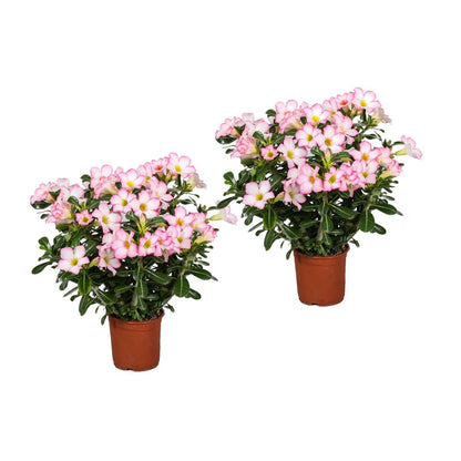 Blooming Houseplants Ökenros - Set Om 2 - Adenium Obesum 'Pink Star' - Höjd 30-50Cm - ⌀14Cm