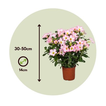 Blooming Houseplants Ökenros - Set Om 2 - Adenium Obesum 'Pink Star' - Höjd 30-50Cm - ⌀14Cm
