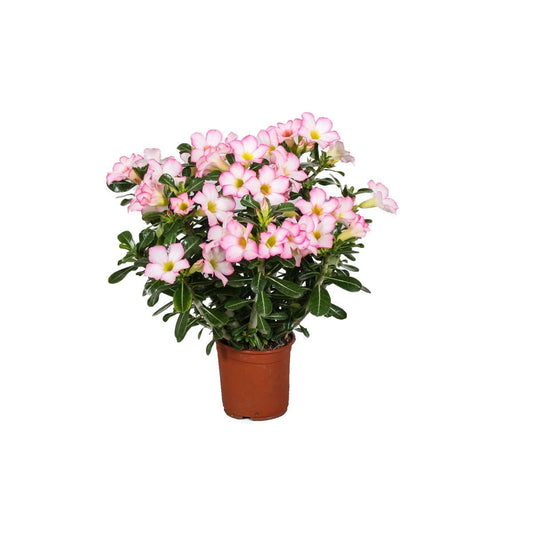 Florastore Ökenros - Adenium Obesum 'Pink Star' - Höjd 30-50Cm - ⌀14Cm