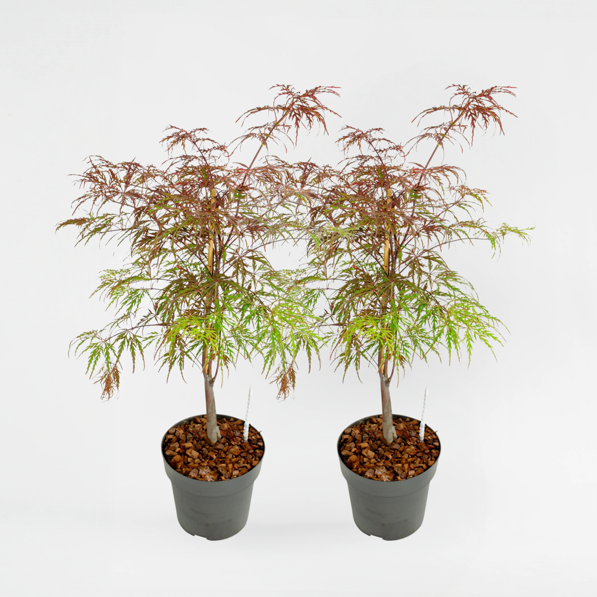 Florastore Japansk Lönn - Set Om 2 - Acer Palmatum 'Garnet' - Höjd 60-70Cm - ⌀19Cm