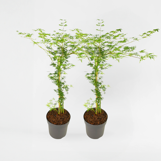 Florastore Japansk Lönn - Set Om 2 - Acer Palmatum 'Emerald Lace' - Höjd 60-70Cm - ⌀19Cm