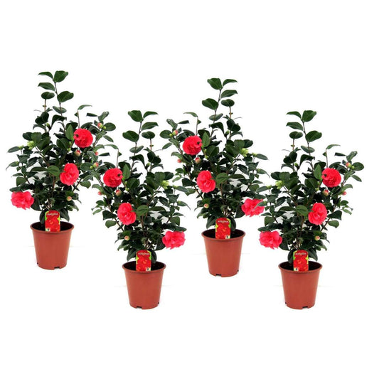 Florastore Japansk Ros - Set Om 4 - Camellia Japonica - Höjd 60-70Cm - ⌀19Cm