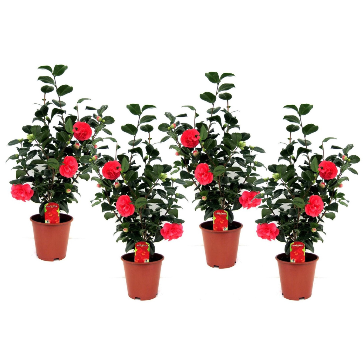 Out Of Category Garden Plants Japansk Ros - Set Om 4 - Camellia Japonica - Höjd 60-70Cm - ⌀19Cm