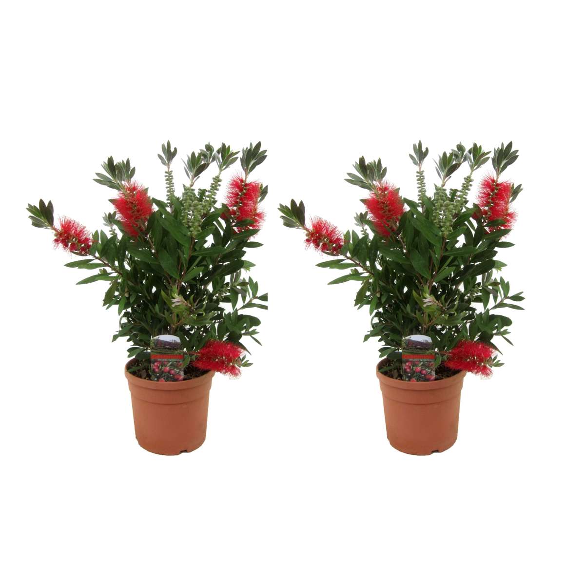 Florastore Flaskborste - Set Om 2 - Callistemon Citrinus 'Splendens' - Höjd 40-50Cm - ⌀19Cm