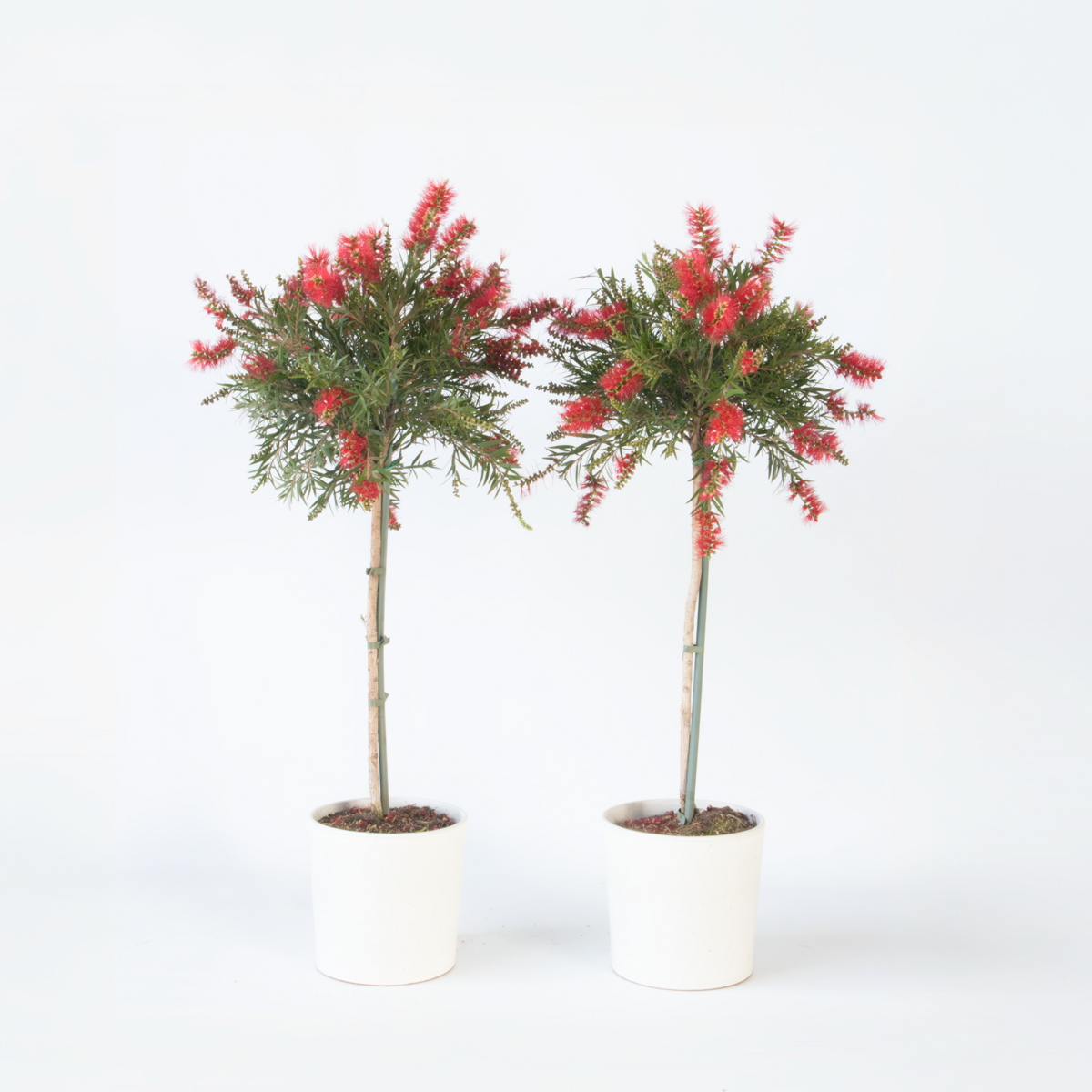 Florastore Flaskborste - Set Om 2 - Callistemon 'Splendens' - Höjd 90-110Cm - ⌀21Cm