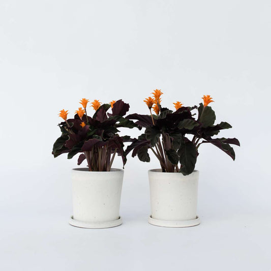 Florastore Kalatea Eviga Flamman - Set Om 2 - Calathea Crocata - Höjd 40-50Cm - ⌀14Cm