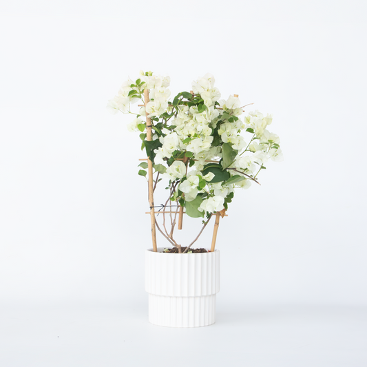 Florastore Stor Trillingblomma - Bougainvillea 'Dania' - Höjd 50-60Cm - ⌀17Cm