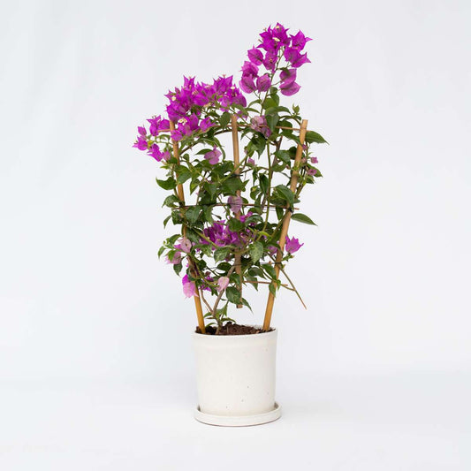 Florastore Stor Trillingblomma - Bougainvillea 'Alexandra' - Höjd 50-60Cm - ⌀17Cm