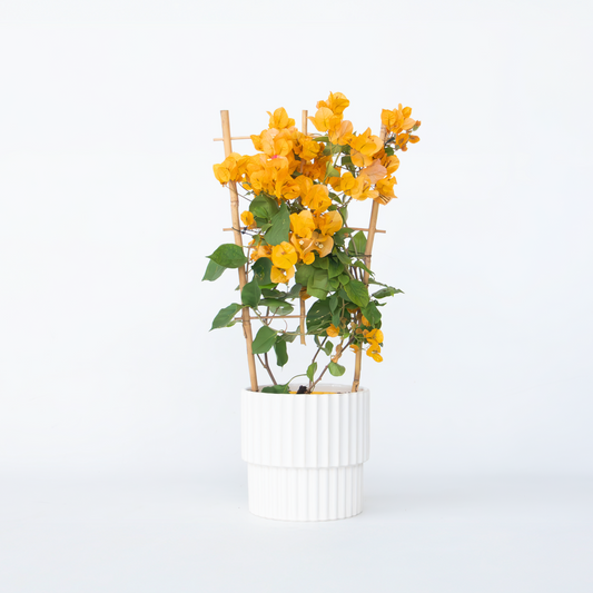Florastore Stor Trillingblomma - Bougainvillea 'Dania' - Höjd 50-60Cm - ⌀17Cm