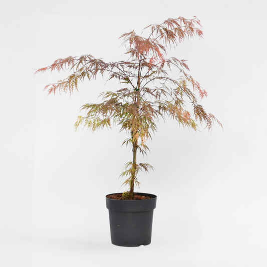 Florastore Japansk Lönn - Acer Palmatum 'Garnet' - Höjd 60-70Cm - ⌀19Cm