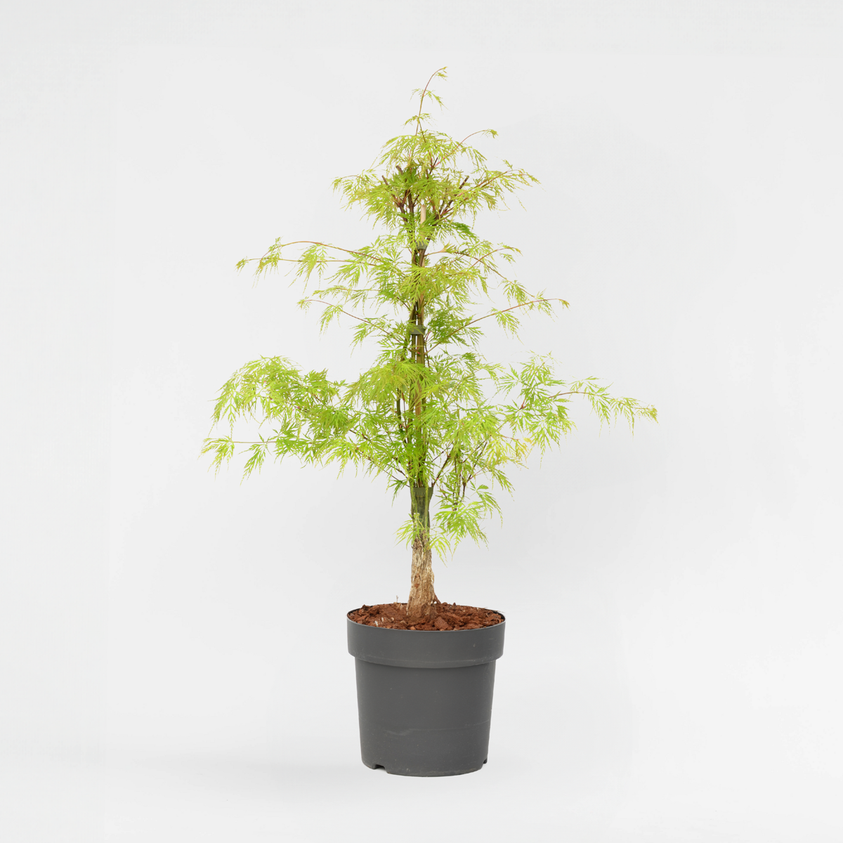 Florastore Japansk Lönn - Acer Palmatum 'Emerald Lace' - Höjd 60-70Cm - ⌀19Cm