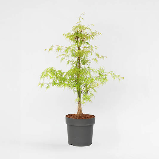 Florastore Japansk Lönn - Acer Palmatum 'Emerald Lace' - Höjd 60-70Cm - ⌀19Cm