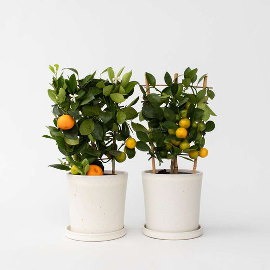 Fruit Trees Apelsinträd - Set Om 2 - Citrus Mitis 'Calamondin' - Höjd 35-40Cm - ⌀14Cm